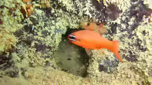 Apogon americanus