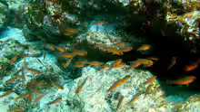 Apogon atradorsatus