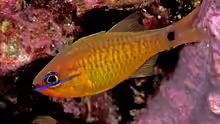 Apogon coccineus