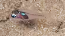 Apogon erythrinus