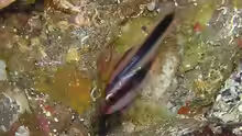 Apogon semiornatus
