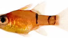 Apogon townsendi