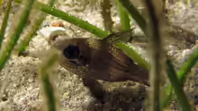 Apogonichthyoides timorensis