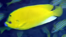 Apolemichthys trimaculatus