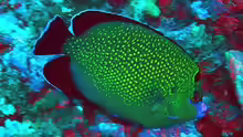 Apolemichthys xanthopunctatus