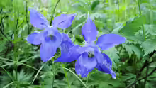 Aquilegia alpina