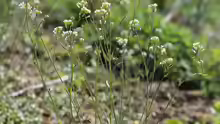 Arabidopsis thaliana