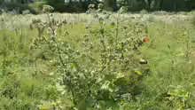 Arctium lappa