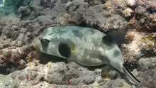 Arothron immaculatus