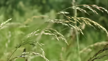 Arrhenatherum elatius