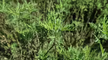 Artemisia abrotanum