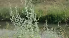 Artemisia absinthium