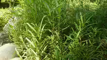 Artemisia dracunculus