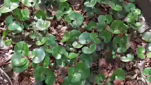 Asarum europaeum