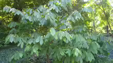 Asimina triloba