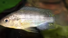 Astatoreochromis alluaudi