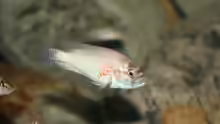 Astatotilapia burtoni