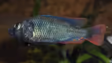 Astatotilapia nubila