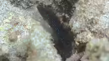 Asterropteryx semipunctata