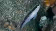 Asterropteryx striata