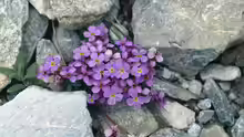 Aubrieta gracilis