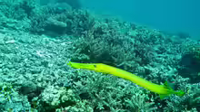 Aulostomus chinensis