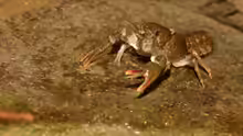 Austropotamobius torrentium