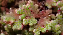 Azolla caroliniana