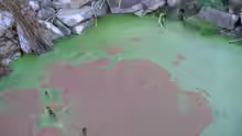 Azolla cristata