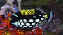 Balistoides conspicillum