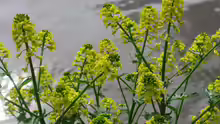 Barbarea vulgaris