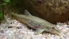 Barbatula barbatula