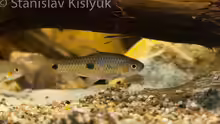 Barbus trispilos