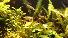 Bedotia madagascariensis