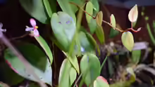 Begonia