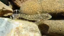 Bellapiscis medius