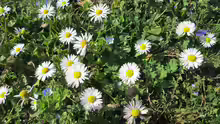 Bellis perennis