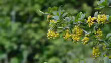 Berberis vulgaris