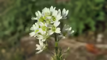 Berteroa incana