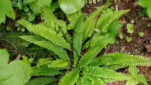 Blechnum spicant