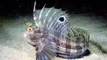 Blennius ocellaris
