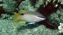 Bodianus albotaeniatus