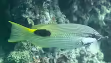 Bodianus bilunulatus