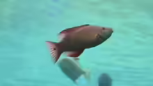 Bodianus diana