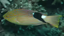 Bodianus loxozonus