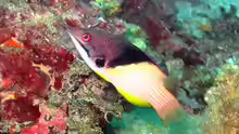 Bodianus mesothorax