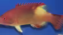 Bodianus neilli