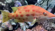 Bodianus oxycephalus