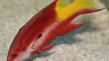 Bodianus pulchellus