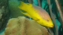 Bodianus rufus